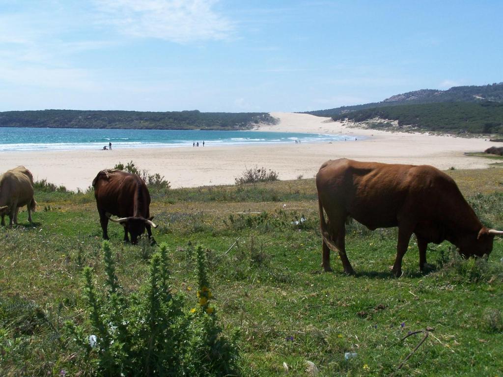 Vivienda Turistica De Alojamiento Rural Silla Vieja Vejer de la Frontera Kültér fotó